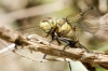 Black-tailed Skimmer in 20250516 — 60 × 40 cm