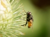 Musca Autumnalis — Cheny — 40 × 30 cm