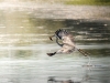 Grey Heron in Rosnay — 70 × 50 cm