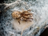 Zoropsis Spinimana — Cheny — 40 × 30 cm