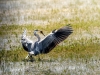 Grey Heron in Rosnay — 40 × 30 cm