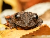 Theloderma Leporosum — 20251115-2025-11-15 — 60 × 40 cm