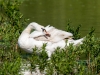 Cygnus Olor — 20250516 — 60 × 40 cm