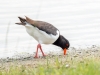 Haematopus Ostralegus — 20250518 — 60 × 40 cm