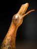 Pseudoproscopia Latirostris — 40 × 60 cm