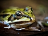 Water Frog in Mézières-en-Brenne — 70 × 50 cm