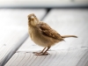 House Sparrow in Tignes — 70 × 50 cm