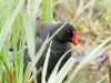 Gallinula Chloropus — 20250518 — 70 × 50 cm