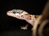 Eublepharis Macularius — 20251114-2025-11-15 — 40 × 30 cm