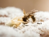 Misumena Vatia X Apis Mellifera — Venoy — 60 × 40 cm