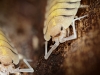 Porcellio Bolivari — 70 × 50 cm