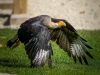 Caracara Plancus — 20251014 — 70 × 50 cm
