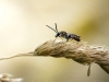 Lasioglossum Calceatum — Cheny — 70 × 50 cm