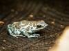 Dendrobates Auratus — 20251115-2025-11-15 — 60 × 40 cm