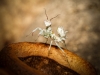 Pseudocreobotra Lestoni — 40 × 30 cm