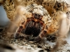 Zoropsis Spinimana — Joigny