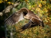 Aquila Chrysaetos — 20251014 — 40 × 30 cm