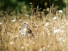 Common Buzzard in Cheny 