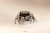 20250124,25 Neuneu Phidippus Regius Bahamas — 70 × 50 cm