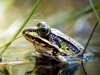 Water Frog in Mézières-en-Brenne — 40 × 30 cm