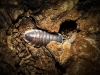 Porcellio Hoffmannseggi — 70 × 50 cm
