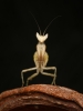 Creobroter Gemmatus — 20251115-2025-11-15 — 40 × 60 cm