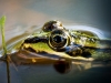 Water Frog in Mézières-en-Brenne — 60 × 40 cm