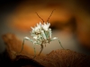 Pseudocreobotra Lestoni — 70 × 50 cm