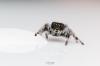 20250124,25 L5 Phidippus Regius Bahamas — 70 × 50 cm