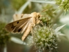 Heliothis Peltigera — Venoy — 70 × 50 cm