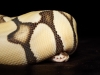 Piebald — 20251115-2025-11-15 — 40 × 30 cm