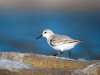 Calidris Alba — 20251205 — 60 × 40 cm