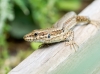 Podarcis Muralis — 20250521 — 60 × 40 cm