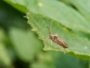 Coreus Marginatus — 20250601 — 60 × 40 cm