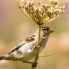 House Sparrow in Tignes — 70 × 50 cm