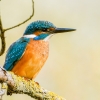 Alcedo Atthis 18 — Vergigny — 40 × 30 cm