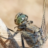 Black-tailed Skimmer in 20250516 — 70 × 50 cm