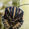 Striped Shield Bug in Frasne — 30 × 40 cm