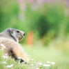 Marmota Marmota — 20250811 — 40 × 30 cm