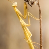European Praying Mantis in Venoy — 30 × 40 cm
