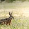 Lepus Europaeus — Rosnay — 70 × 50 cm