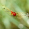 Crocothemis Erythraea — Saint-Michel-en-Brenne — 60 × 40 cm