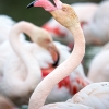 Phoenicopterus Roseus — 20251201 — 60 × 40 cm