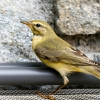 Phylloscopus Trochilus — Tignes — 70 × 50 cm