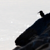Alcedo Atthis — 20251204 — 40 × 30 cm