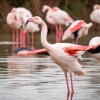Phoenicopterus Roseus — 20251201 — 40 × 30 cm