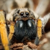 Hogna Maderiana — 70 × 50 cm