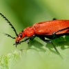 Pyrochroa Serraticornis — 20250516 — 40 × 30 cm