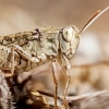 Calliptamus Spec — Cheny