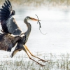 Grey Heron in Rosnay — 70 × 50 cm